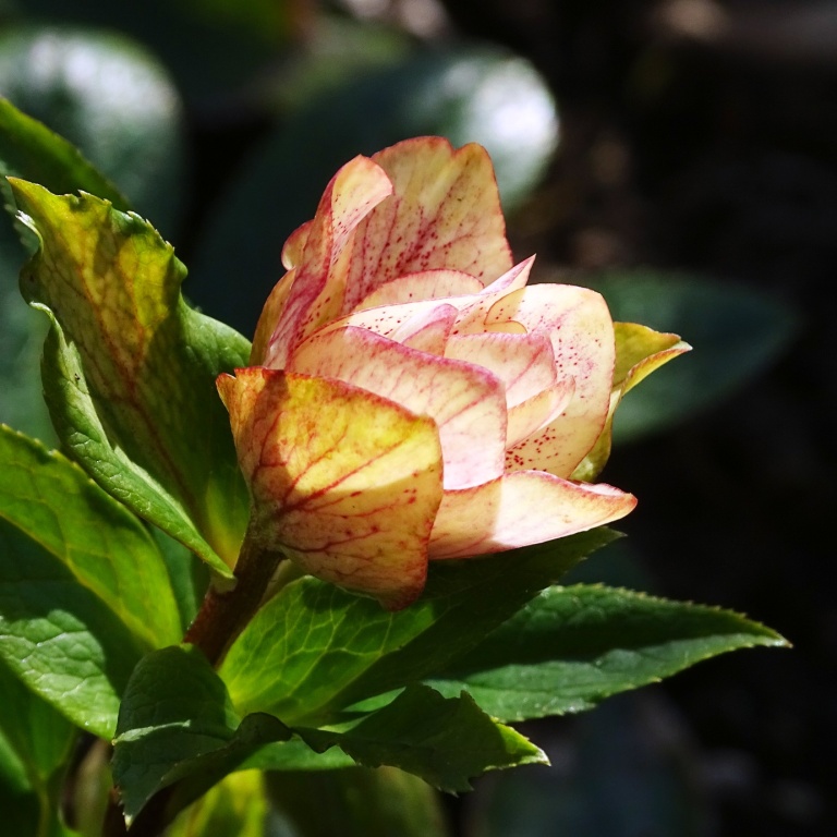 helleborus orientalis Lenzrose lenten rose